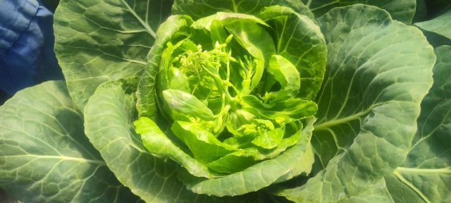 Bolting la varza in cultura din solar