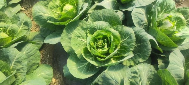 Bolting la varza in cultura