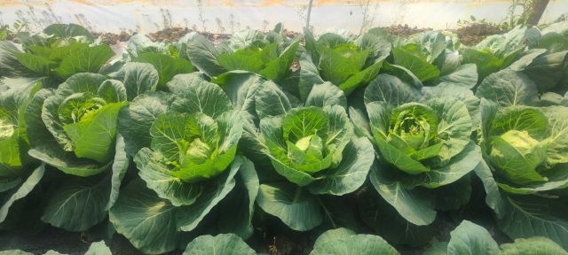 Cultura de varza cu inflorire prematura