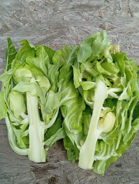 Alungirea tijei florare la varza