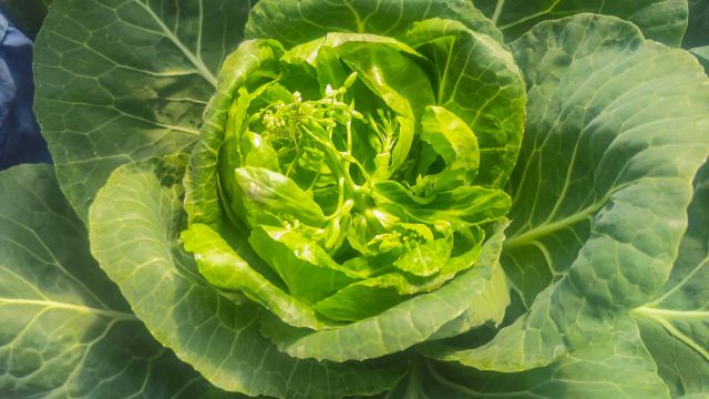 Inflorirea prematura la varza