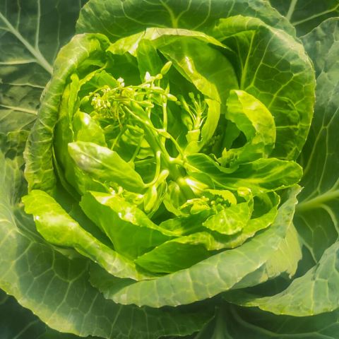 Inflorirea prematura la varza (bolting): cauze si metode de prevenire