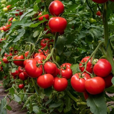 Influienta substratului asupra marimii rasadului de tomate