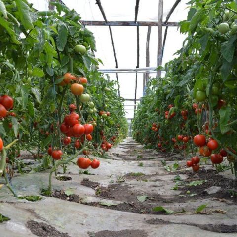 Densitatea si modul de plantare la tomate extratimpurii