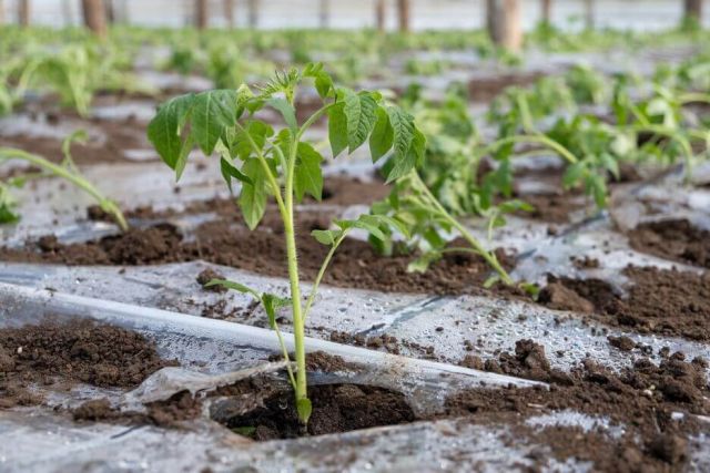 Plantarea tomatelor in solar