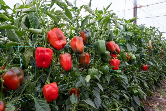 Cultura de ardei - Tehnologia pentru sere si solarii