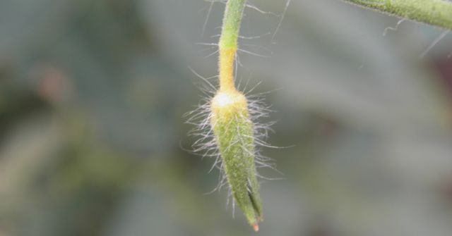 Ingalbenire a florii cauzata de un dezechilibru nutritional