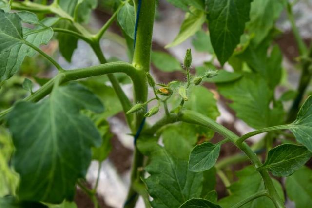 Flori de tomate uscate inainte de cadere