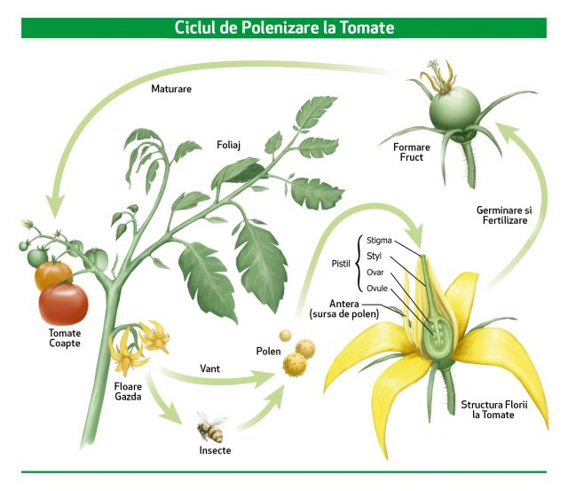 Ciclul formarii fructelor la tomate