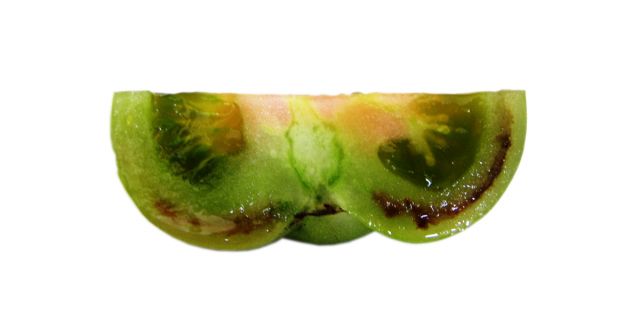 Leziuni interne cauzate de Iber la fructele de tomate