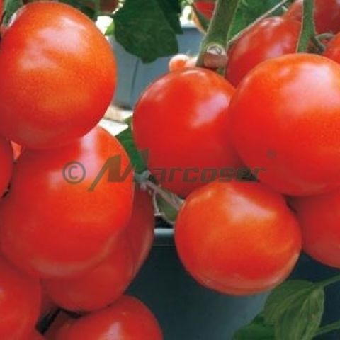 CORVINUS F1