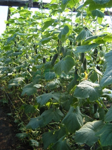 CASTRAVETI MIRABELLE F1