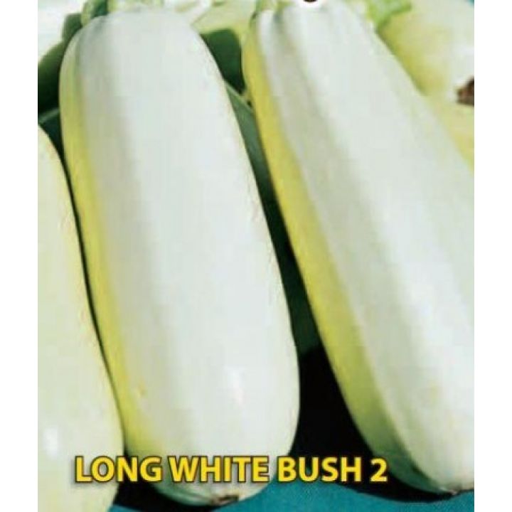 Long White Bush 2 hobby