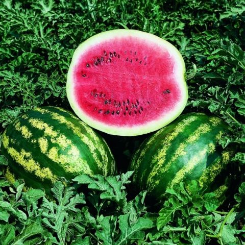 CRIMSON SWEET CLAUSE