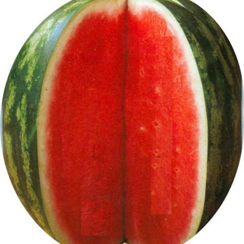 CRIMSON SWEET COLORADO