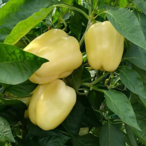 BLANCINA F1