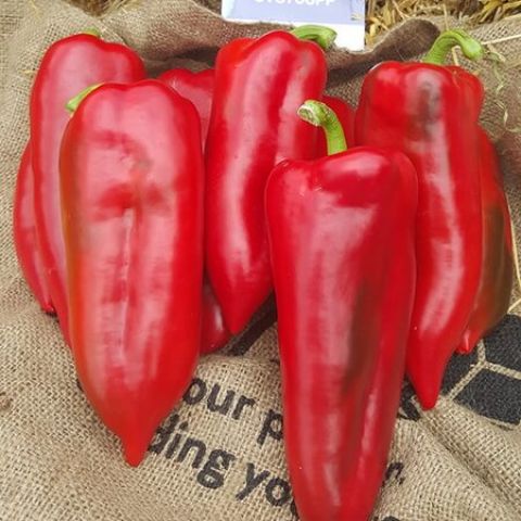 KAPRIMA F1