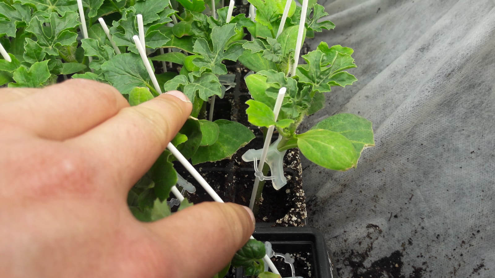 CLIPSURI PENTRU ALTOIRE