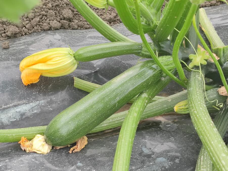 DOVLECEL BRILLANTE F1