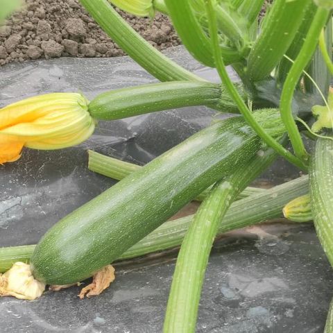 DOVLECEL BRILLANTE F1