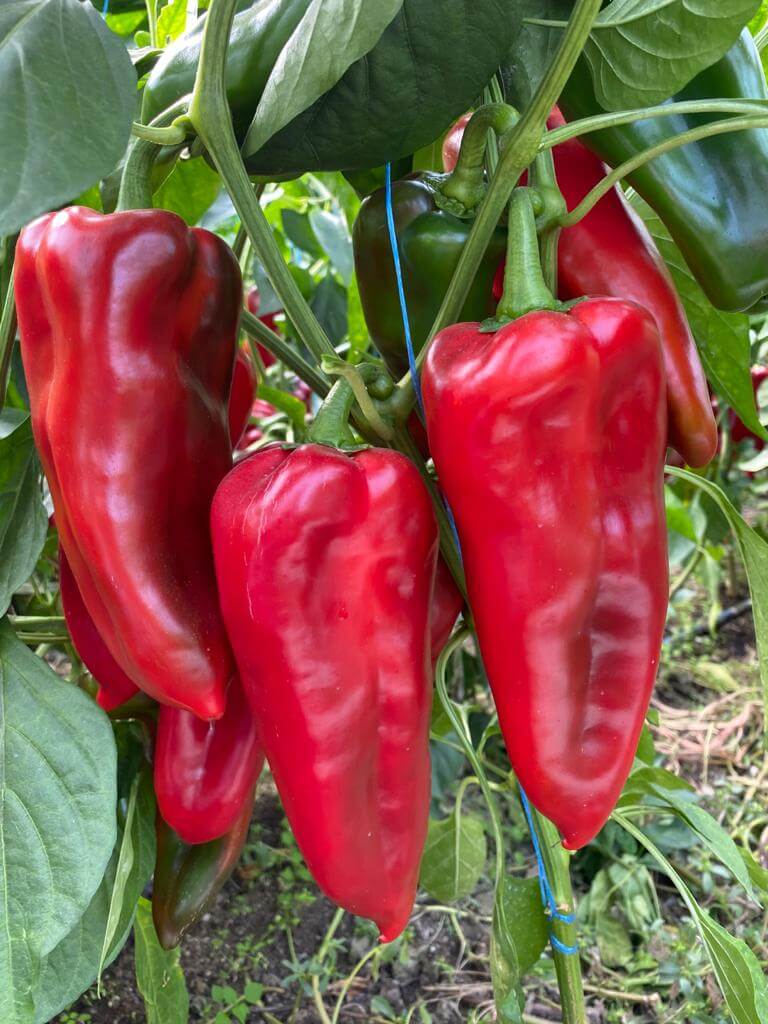 VALIRA F1 (KAP 140502)