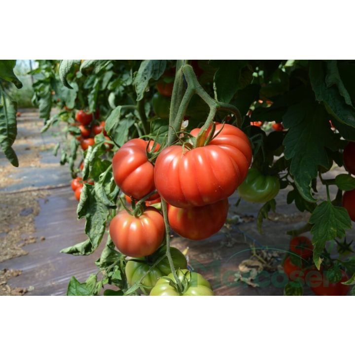 Tomate roz HB101153 F1 (tip Monterosa) - 3
