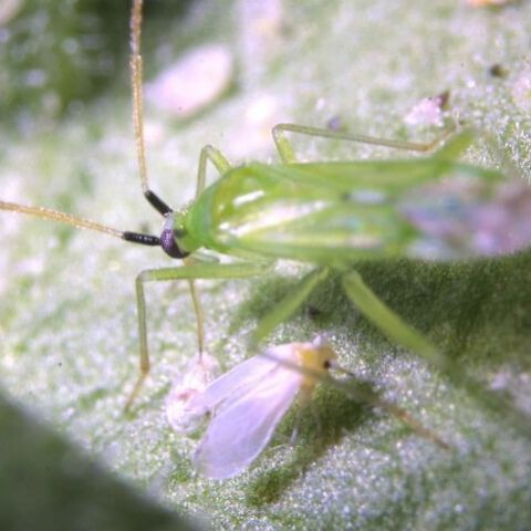 MACROLINE