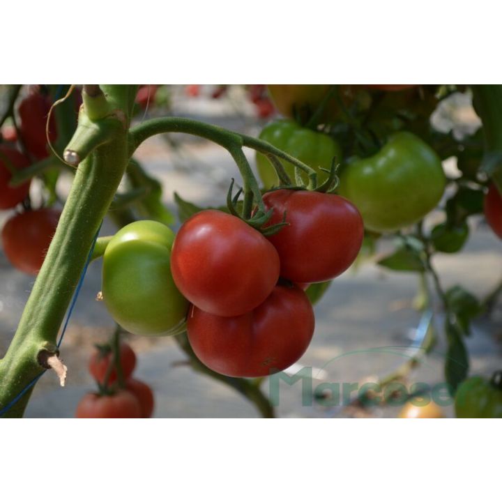 Fruct tomate roz Boniusa F1 