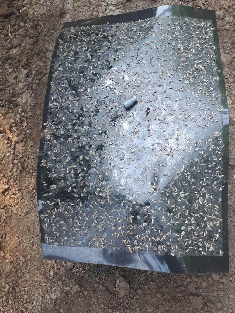 CAPCANA NEAGRA PENTRU TUTA ABSOLUTA