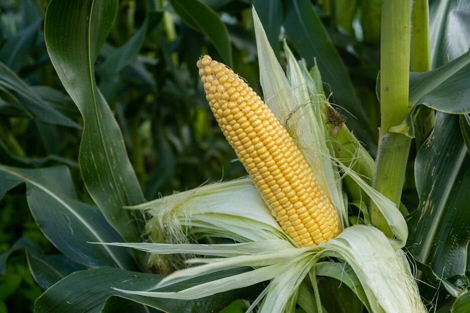 PORUMB SUPER DULCE SF201 F1