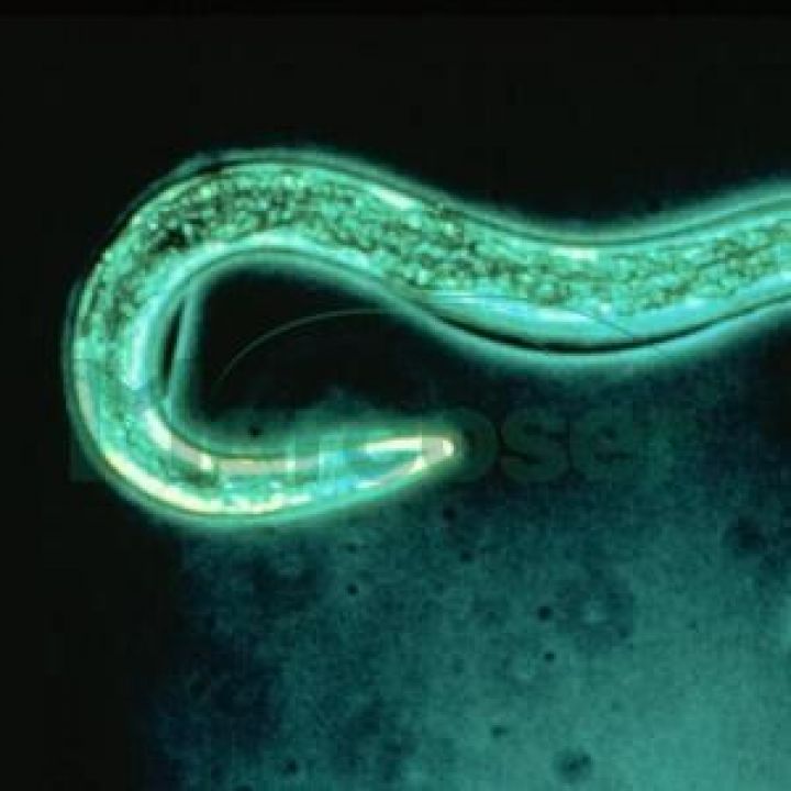 controlul biologic al nematodelor