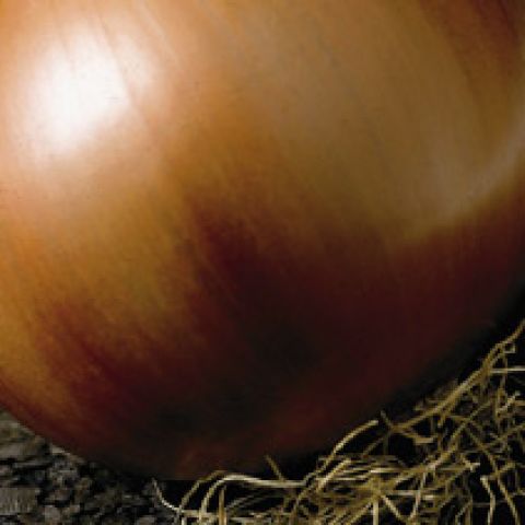 VALENCIANA TARDIA