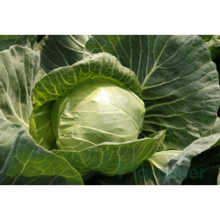 Pushma Pushma F1 - varza alba cu perioada de vegetatie de 60 zile