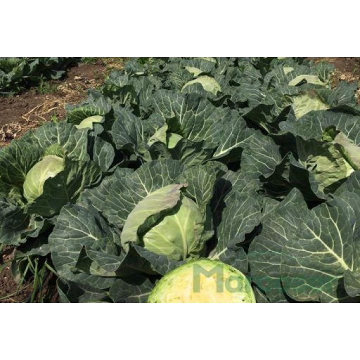 Zarissima F1 hibrid de varza alba de 54 – 56 de zile
