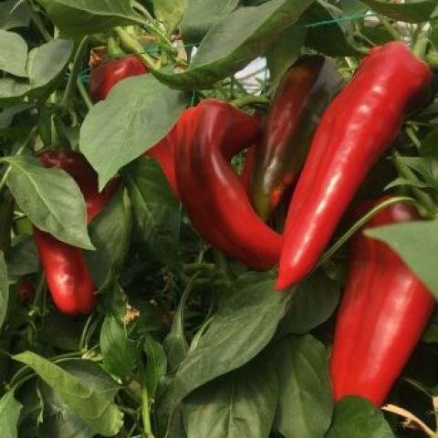 VITALICA F1