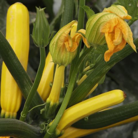 GOLDEN GLORY F1