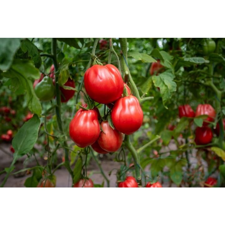 Rosalinda F1 Tomate Inima De Bou De Culoare Roz rosalinda-f1-tomate-inima-de-bou-de-culoare-roz