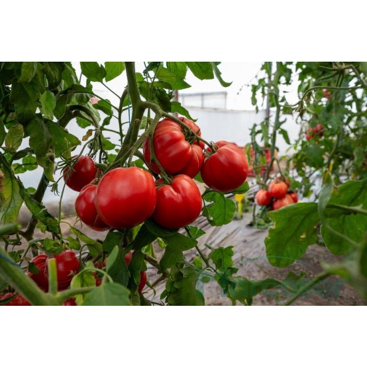 Rosalinda F1 Tomate Inima De Bou De Culoare Roz rosalinda-f1-tomate-inima-de-bou-de-culoare-roz