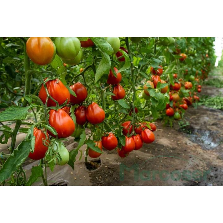 Varietate de tomate Liguria