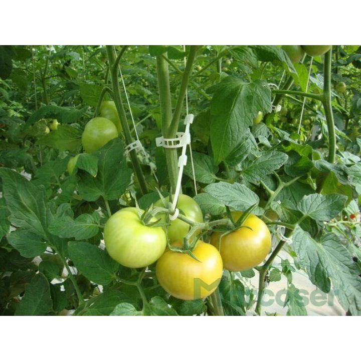 Carlig de sustinere pentru tomate