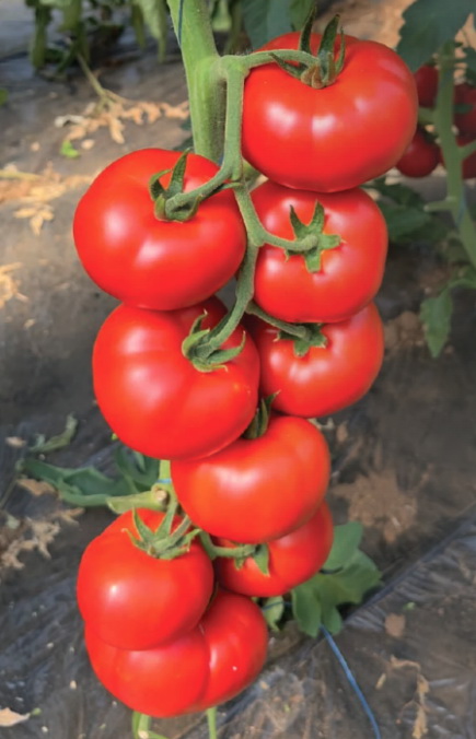 ALDEMIR F1 (T419769)