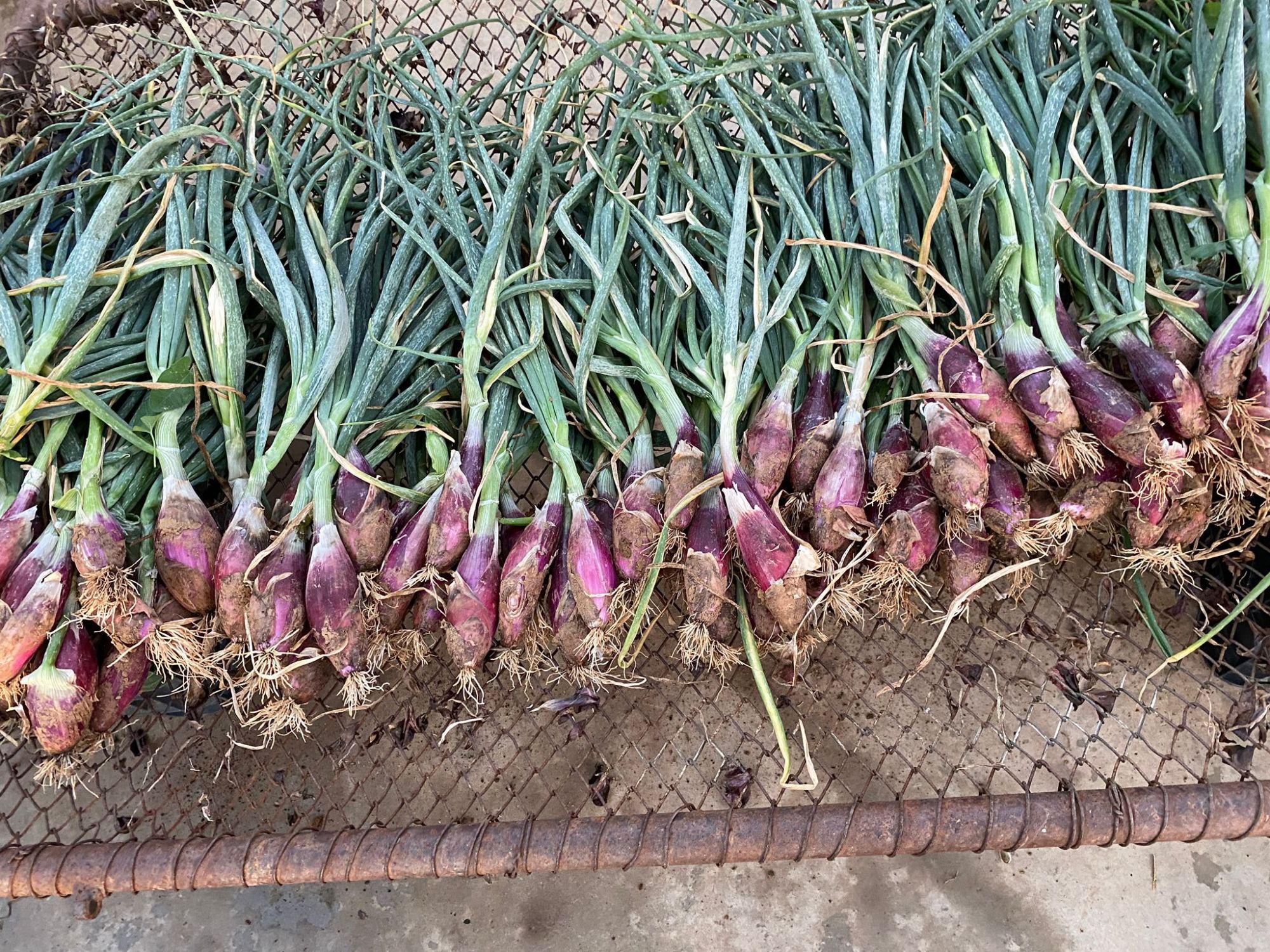 ROSSA LUNGA DI FIRENZE