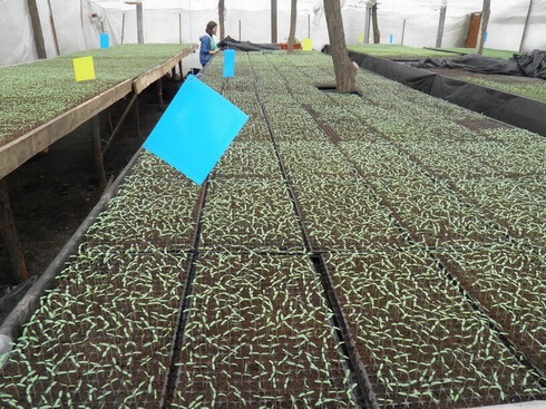 CAPCANA ALBASTRA PENTRU THRIPS