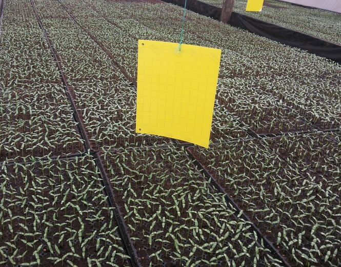 CAPCANA GALBENA PENTRU MUSCULITA ALBA SI AFIDE 