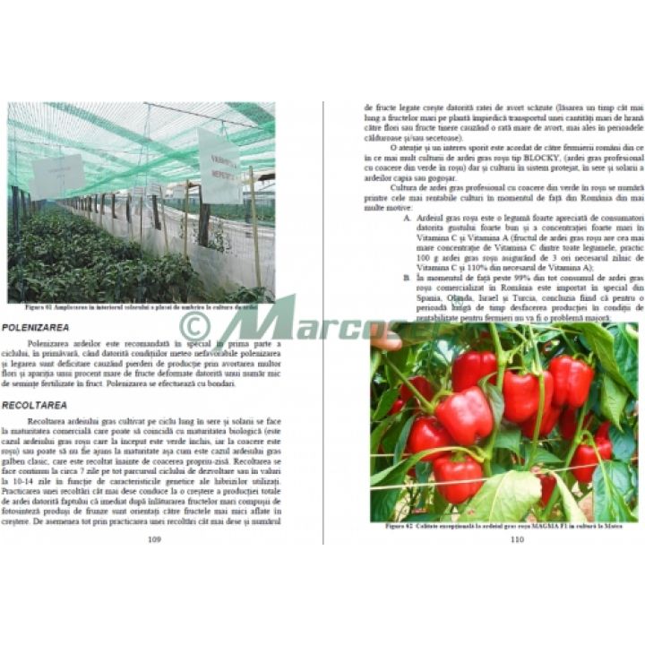 Aspecte tehnologice la cultrua de ardei gras în sere și solarii