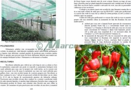Aspecte tehnologice la cultrua de ardei gras în sere și solarii
