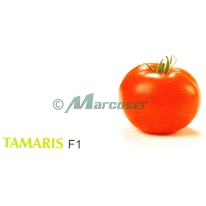Tamaris F1