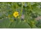 Floramec