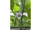 Floramec