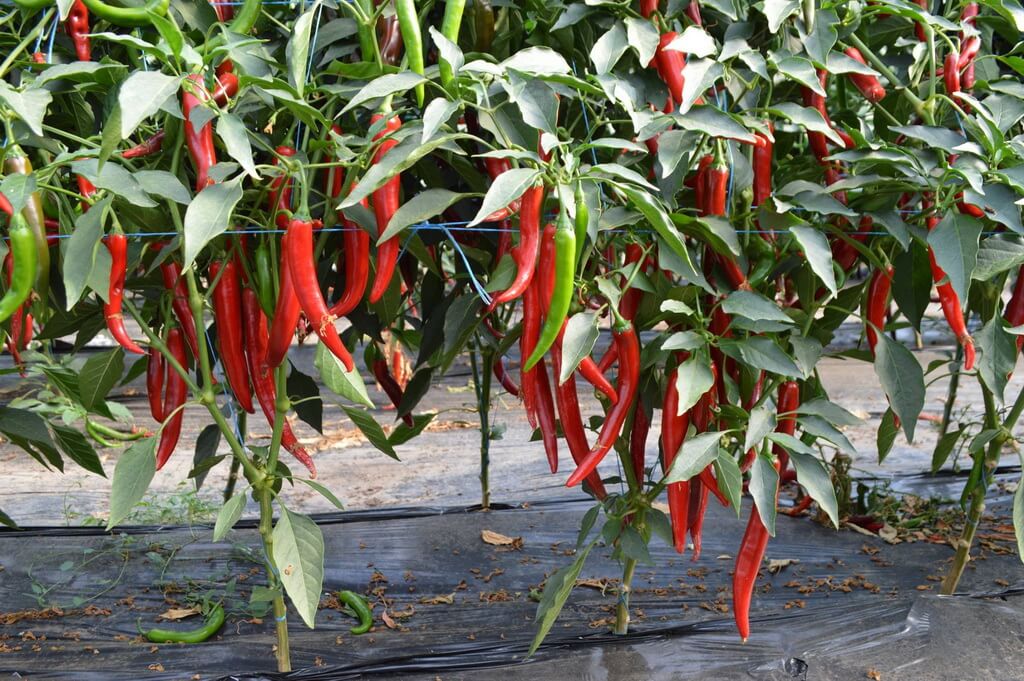 SEMINTE ARDEI IUTE SAHEM F1